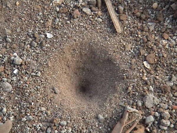 Sand pit trap of the antlion