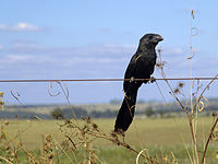 Smooth-billed ani, a species which can be found in urban areas. Anu preto 130506.jpg