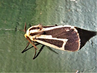 <i>Apantesis vittata</i> Species of moth