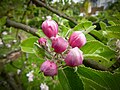 Apple blossom