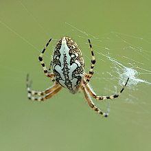 Araneus ceropegius fg01.jpg