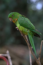 Thumbnail for Red-throated parakeet