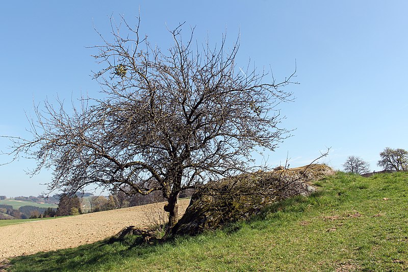 File:Ardagger - Naturdenkmal AM-060 - Donarstein.jpg