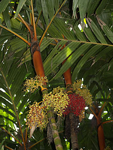 Areca vestiaria (Scott Zona) 001.jpg