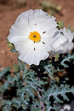 Valkopiikkiunikko (Argemone polyanthemos)