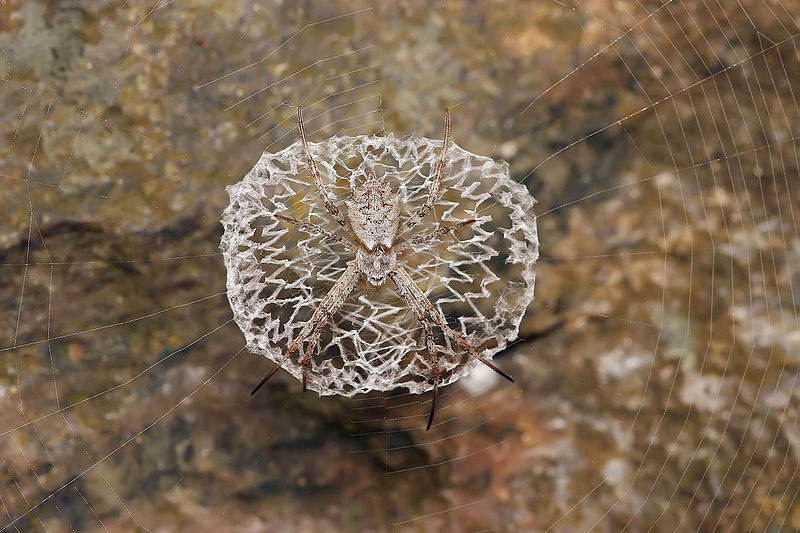 File:Argiope sp.jpg