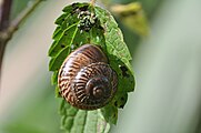 Die Zeichnung der Gefleckten Schnirkelschnecke Unterscheidet sich von denen der Bänderschnecken. Keine dieser drei Arten hat zwangsläufig Bänder.