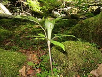 Arisaema pseudoangustatum