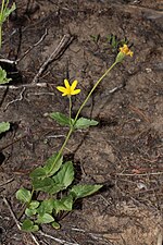 Arnica latifolia üçün miniatür