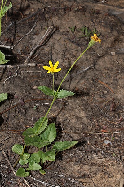 File:Arnica latifolia 7421.JPG