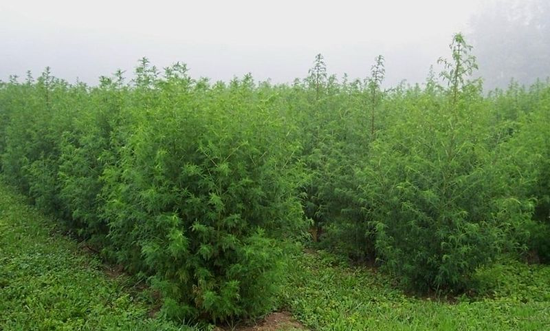 Fil:Artemisia annua West Virginia.jpg