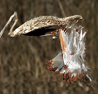 Asclepias syriaca (Common Milkweed), seeds