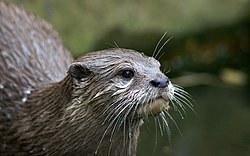 Asian-small-clawed-otter.jpg