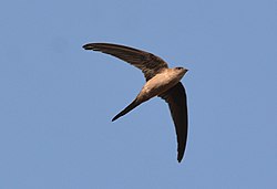 Asian Palm Swift Cypsiurus balasiensis in flight 02.JPG