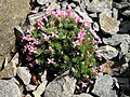 Asperula sintenisii