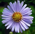 Aster Tataricus.JPG