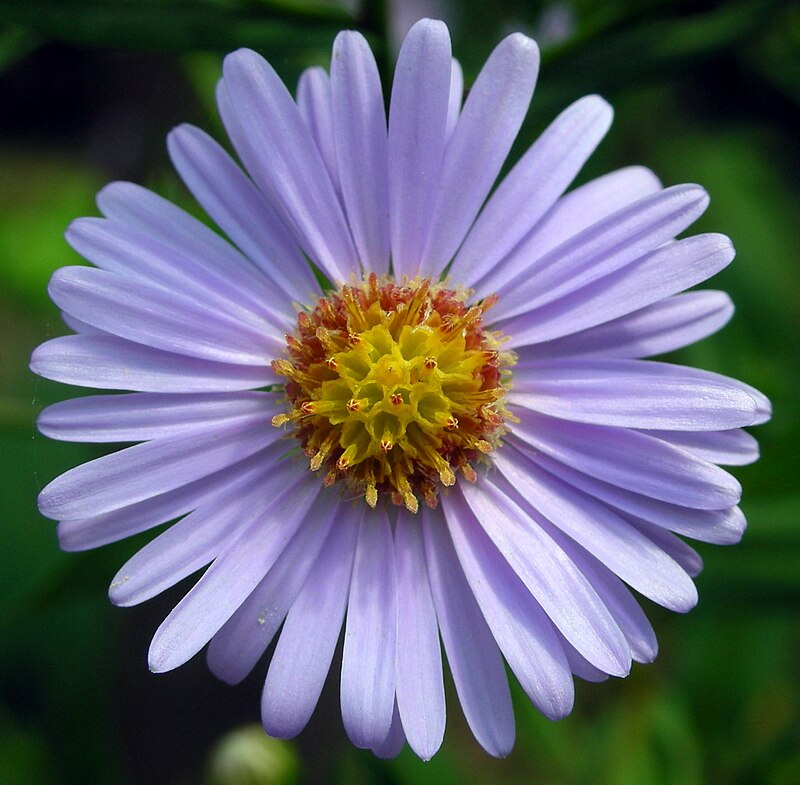 Aster Tataricus.JPG