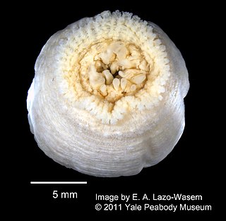<i>Actinostella</i> Genus of sea anemones