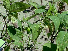 Atropa belladonna0.jpg