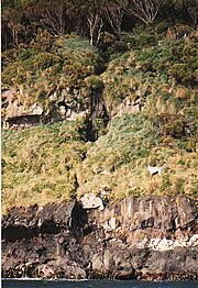 Auckland Islands