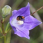 Aulacophora nigripennis on Platycodon grandiflorus.jpg