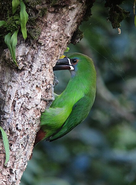 File:Aulacorhynchus albivitta, Sonsón, Antioquia, Colombia (8600428462).jpg