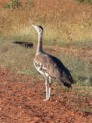 <span class="mw-page-title-main">Gulf Plains Important Bird Area</span>