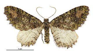 <i>Austrocidaria venustatis</i> Species of moth endemic to New Zealand