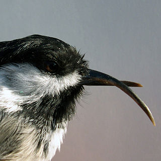 <span class="mw-page-title-main">Avian keratin disorder</span> Bird disease