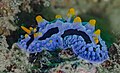 * Nomination Sea slug (Phyllidia coelestis), Anilao, Philippines --Poco a poco 15:17, 28 June 2024 (UTC) * Promotion  Support Good quality. --Wasiul Bahar 20:26, 28 June 2024 (UTC)