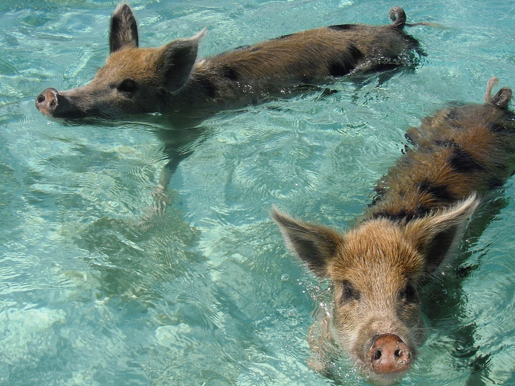 Chanchos en Bahamas.