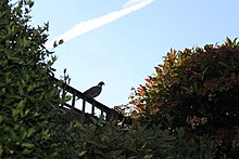 A woodpigeon is pictured sat on a tall, wooden fence, wrapped in flowering white roses, above a leafy suburban garden at the end of another June day. We see its side profile as it faces to the right, the setting sun behind it; there is not a cloud to be seen, and the soft blue of the sky is tinged with the amber of the setting sun.