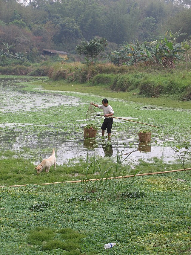 Village grow