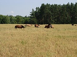 Belarus-Minsk Province-Horses.jpg