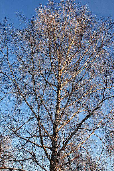 File:Betula penuda at sunset in winter.jpg