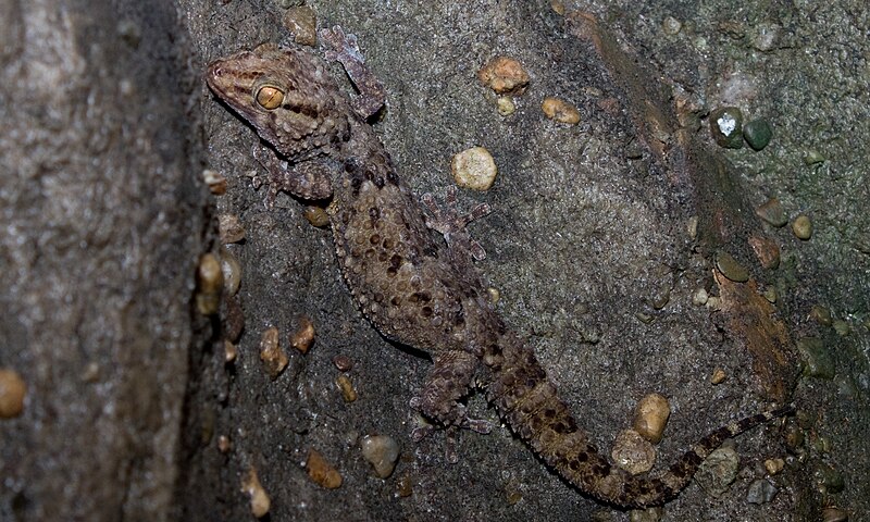 File:Bibron's gecko, Pachydactylus bibronii.jpg