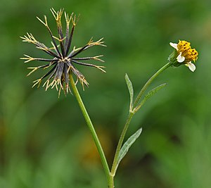 Bidens pilosa 100301-0233 tdp.jpg