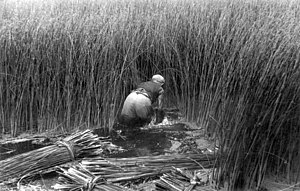 A man cutting bulrush/reed in the Netherlands with bundles of cut reed behind him (c. 1940) Biezensnijder - Reed cutter (5097599062).jpg