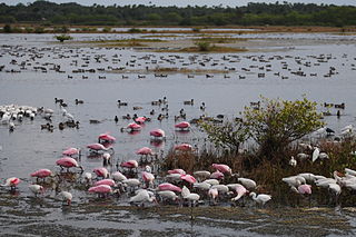 <span class="mw-page-title-main">Merritt Island National Wildlife Refuge</span> Protected area in Florida, US