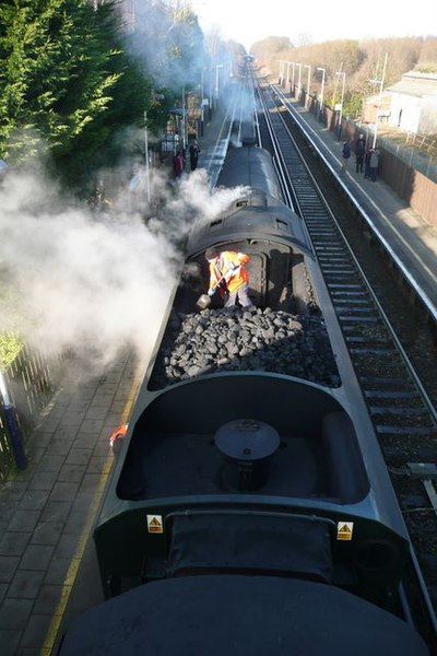 File:Bittern at Hedge End - geograph.org.uk - 1147583.jpg