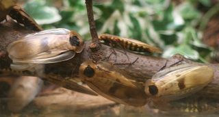 <i>Blaberus giganteus</i> Species of cockroach