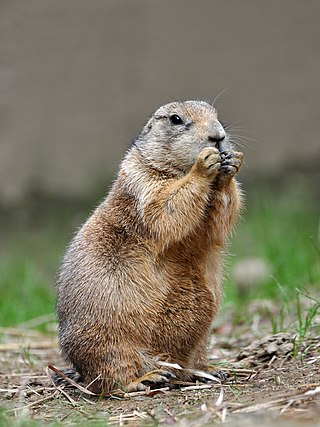 <span class="mw-page-title-main">Prairie dog</span> Genus of ground squirrels