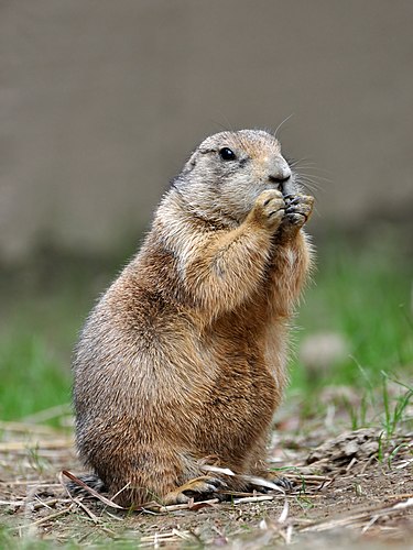 Чернохвостая луговая собачка (Cynomys ludovicianus) в Смитсоновском Национальном зоологическом парке, Вашингтон