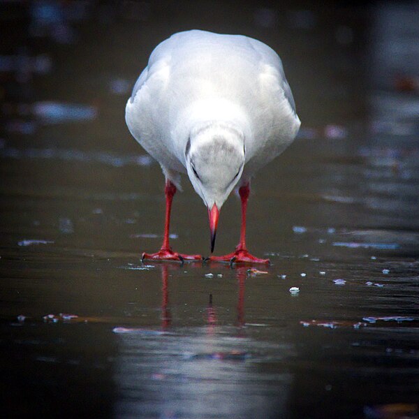 File:Black-headed gull (52632925448).jpg