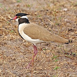 Abibe-de-cabeça-preta (Vanellus tectus) no Senegal. (definição 2 652 × 2 652)