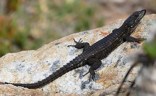 Ящер сканворд. Черный поясохвост. Ящерица поясохвост. Cordylus Cordylus. Крокодиловый сцинк.