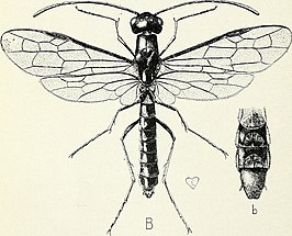 Trachelus tabidus