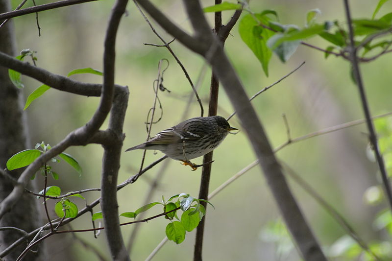 File:Blackpoll Warbler (Setophaga striata) (14209820985).jpg