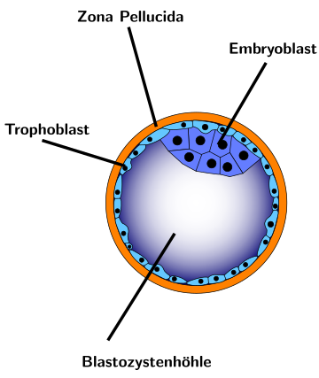 Embryoblast