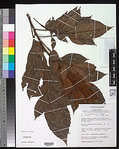 Description de l'image Bleasdalea papuana.jpg.